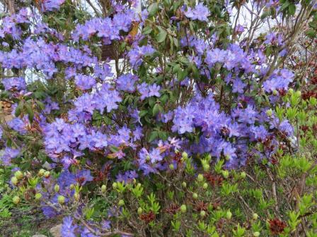 Rhododendron 2022