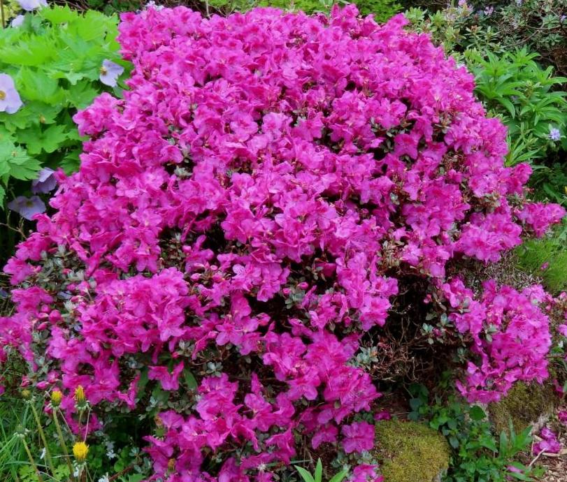 Rhododendron 2022 704823-2