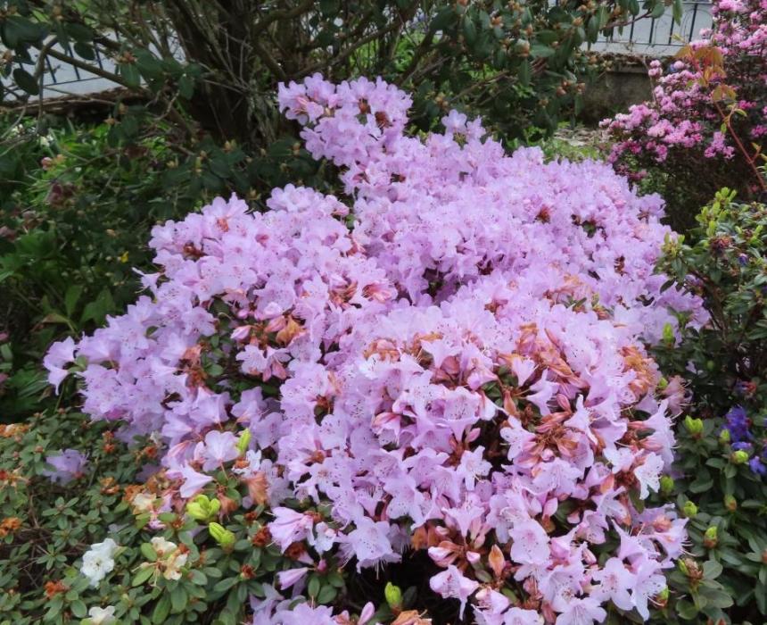 Rhododendron 2022 704825-3