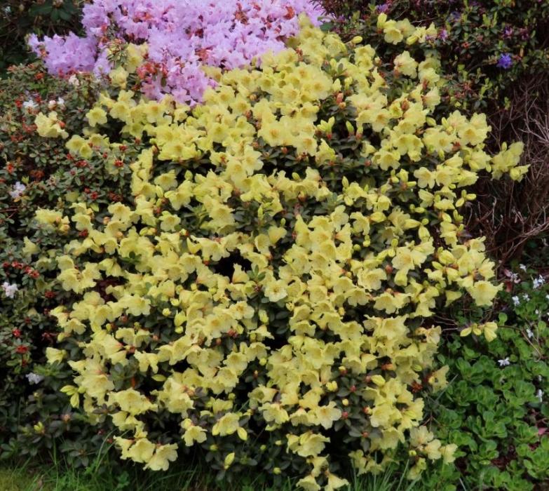 Rhododendron 2022 704827-4