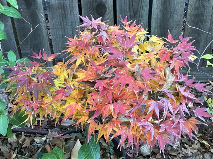 November 2021 in the Northern Hemisphere