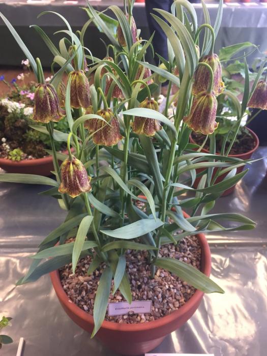 A tale of success from SRGC Seed!