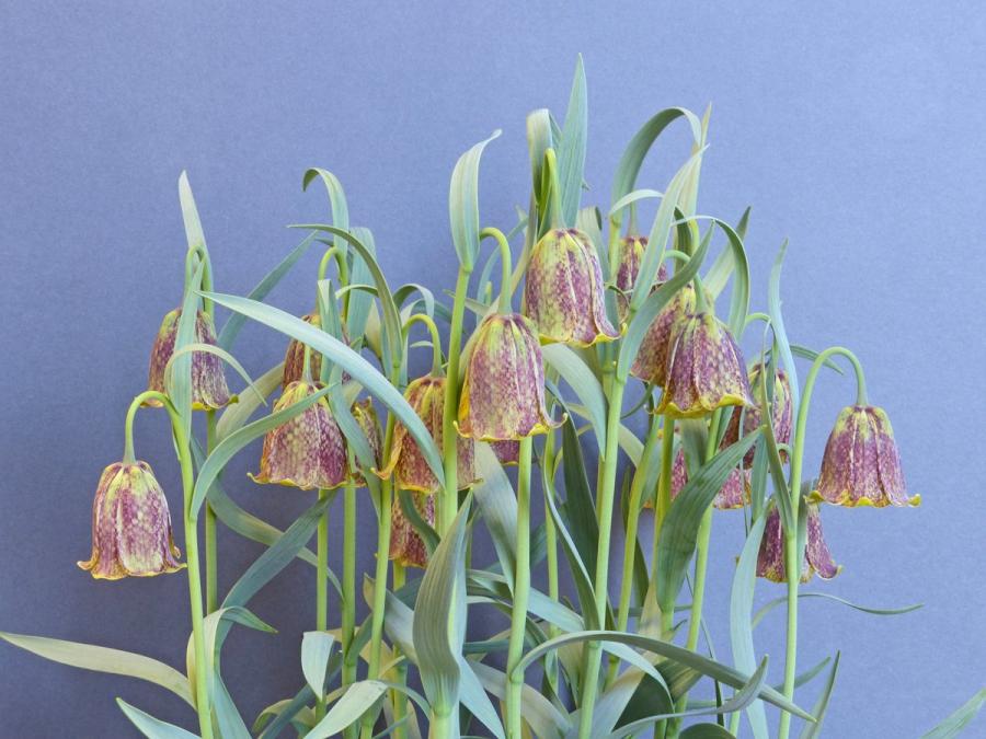 A tale of success from SRGC Seed!  615250-2