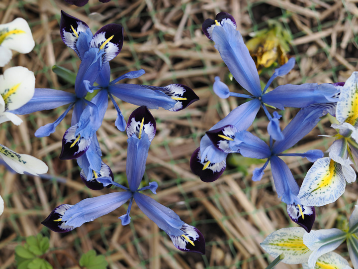Iris reticulata season - Hermodactyloides and Scorpiris