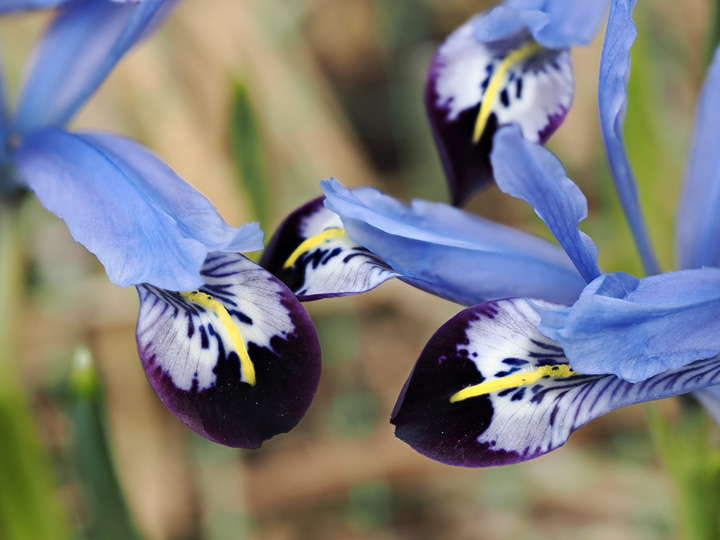Iris reticulata season - Hermodactyloides and Scorpiris