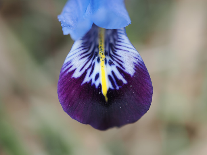 Iris reticulata season - Hermodactyloides and Scorpiris