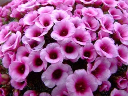 Saxifraga Society Autumn Meetings &  AGM 23rd October 2016