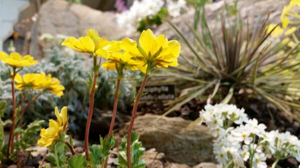 Harrogate Flower Show - still time to  visit tomorrow, 27th April