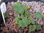 Phyteuma scheuchzeri 461410-1