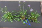 Phyteuma scheuchzeri 461412-0