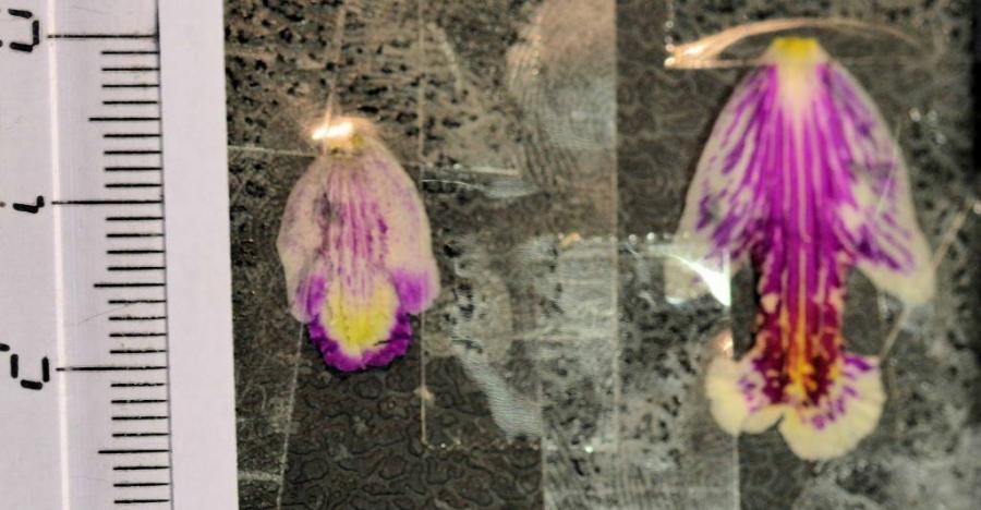 Bletilla sinensis ??? 620273-0