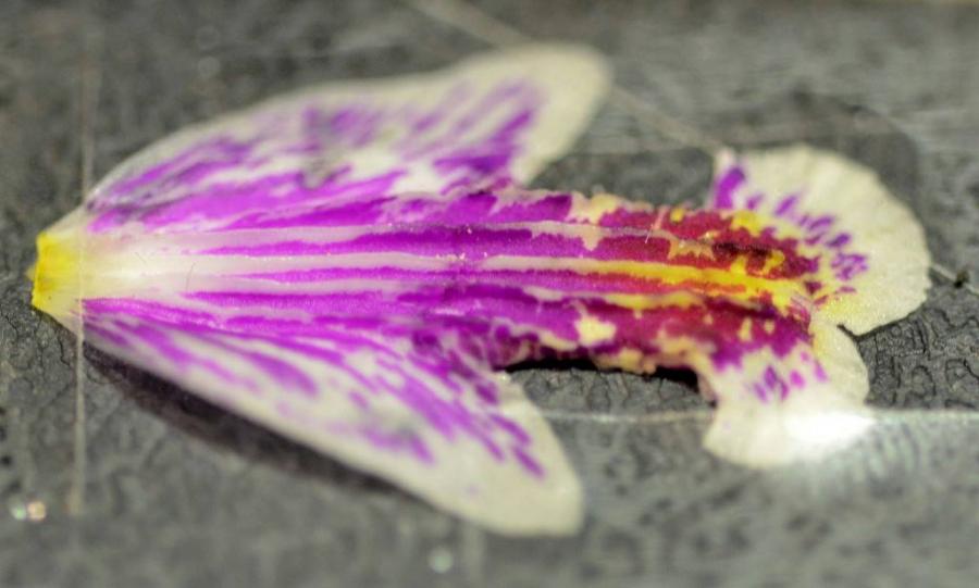 Bletilla sinensis ??? 620275-1