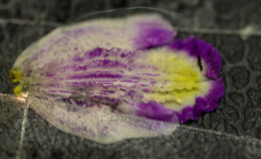 Bletilla sinensis ??? 620277-2