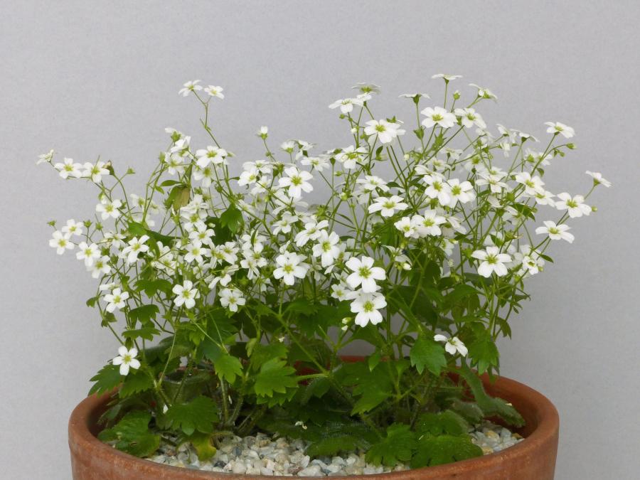 RHS Joint Rock Committee on Twitter  695993-3