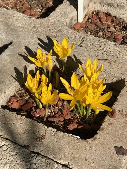 Re: Monthly Bulb Log Diary 2025