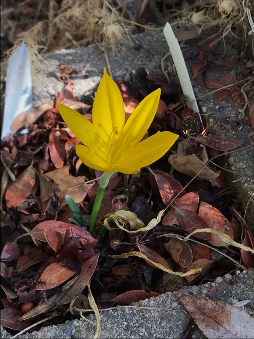 Re: Monthly Bulb Log Diary 2025