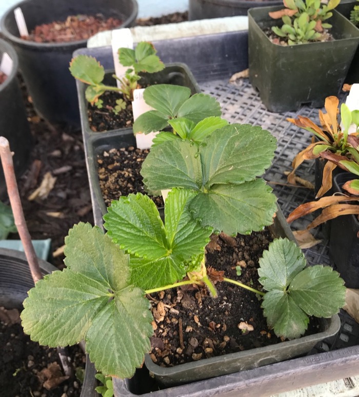 Re: Monthly Bulb Log Diary 2025