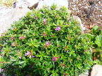 Daphne-Botrytis cinerea 386614-0
