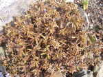 Daphne-Botrytis cinerea 386616-1