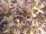 Daphne-Botrytis cinerea 386618-2