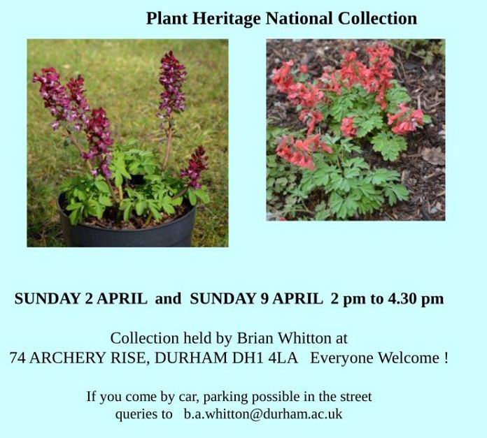 Open Day at National Collection of Corydalis 2nd and 9th April 2017