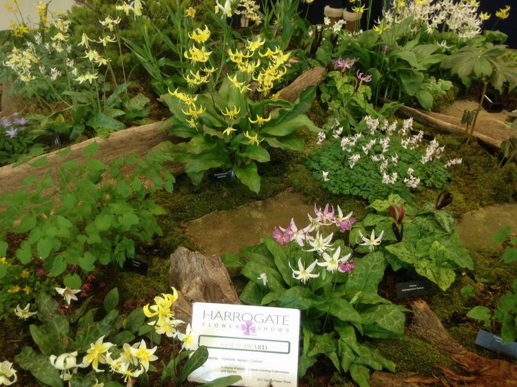 Harrogate Spring Flower Show  20th - 23rd April 2017