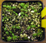 Germinating Pulsatilla seeds 465575-0