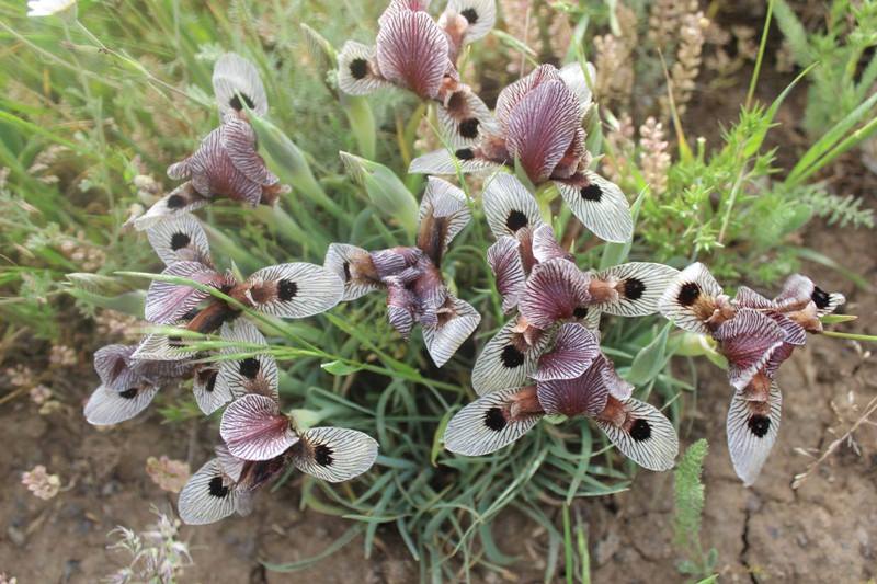 Iris helena C. Koch (Section Oncocyclus) 510916-0