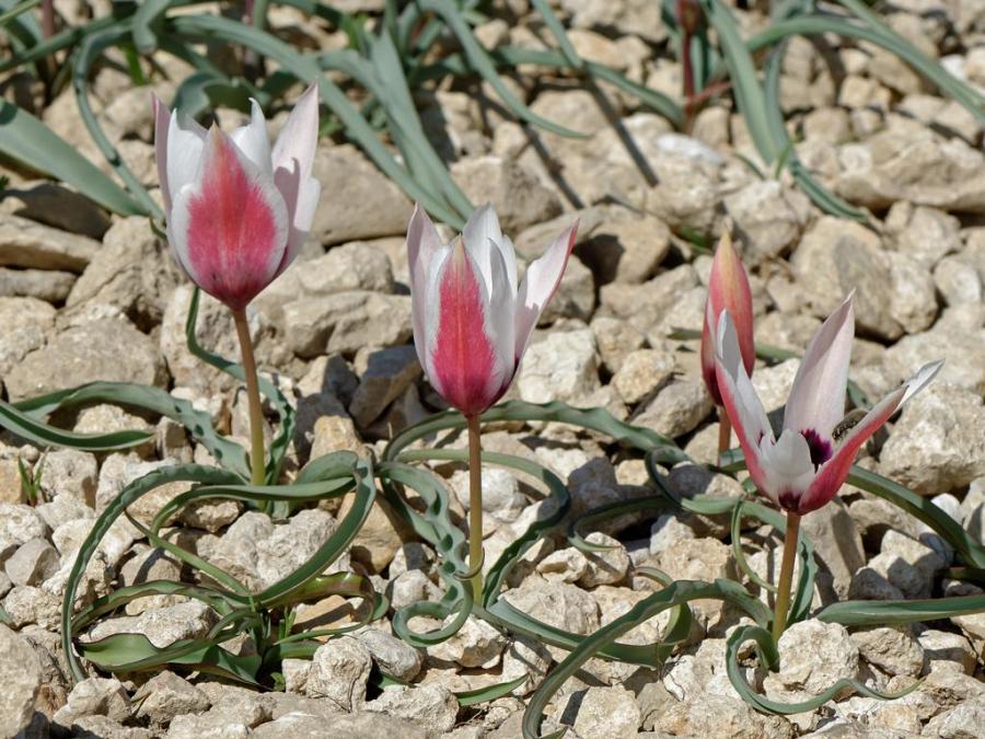 Tulipe — Wikipédia