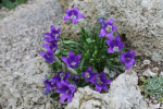 Campanula 448316-0