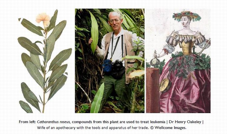 Chelsea Physic Garden – evening talks on Tuesdays in July