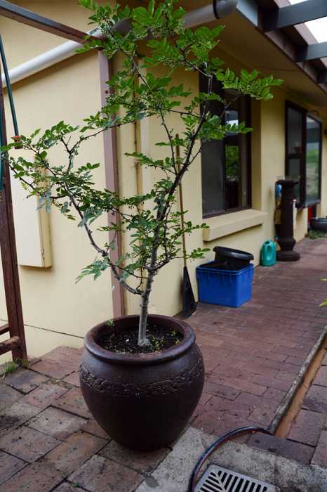 Zanthoxylum simulans