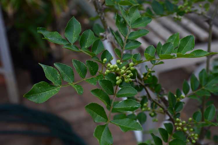 Zanthoxylum simulans