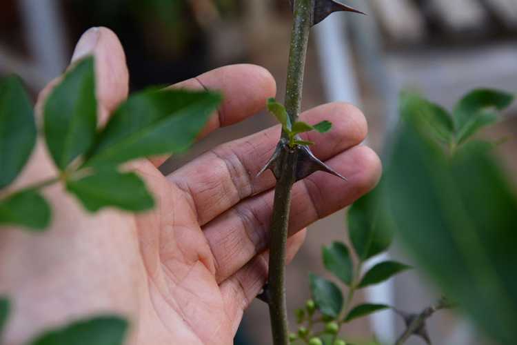 Zanthoxylum simulans