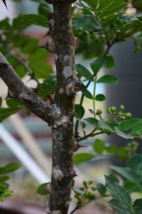 Zanthoxylum simulans