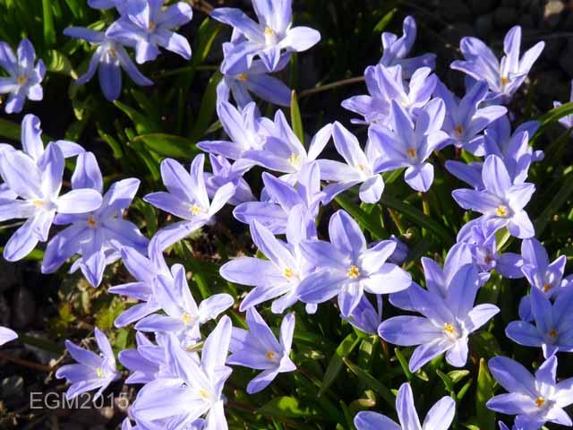 Scilla luciliae or is it?