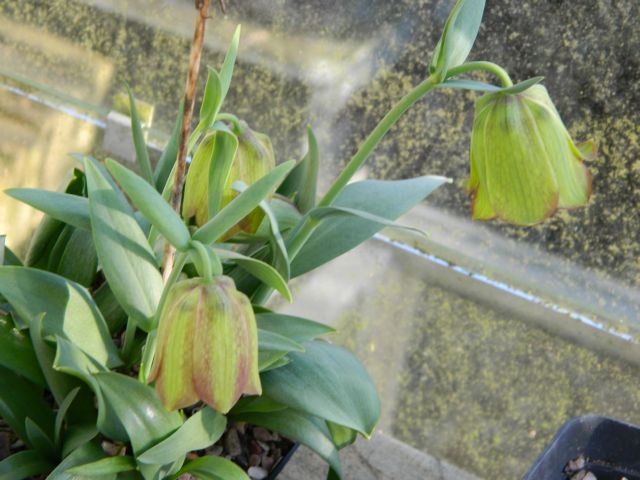 Need a Frit ID