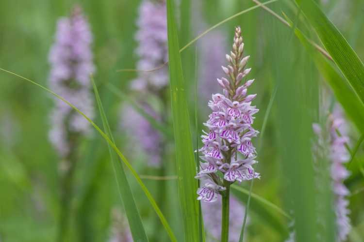 Can you identify this orchis