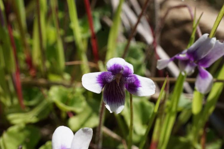 Unknown plant seen in Australia