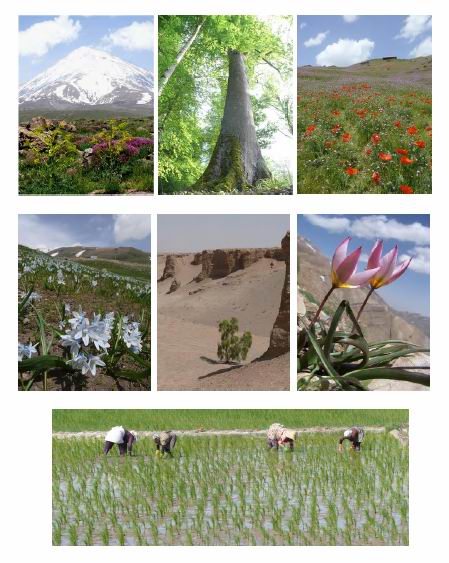Botanising Trip to Iran 2016