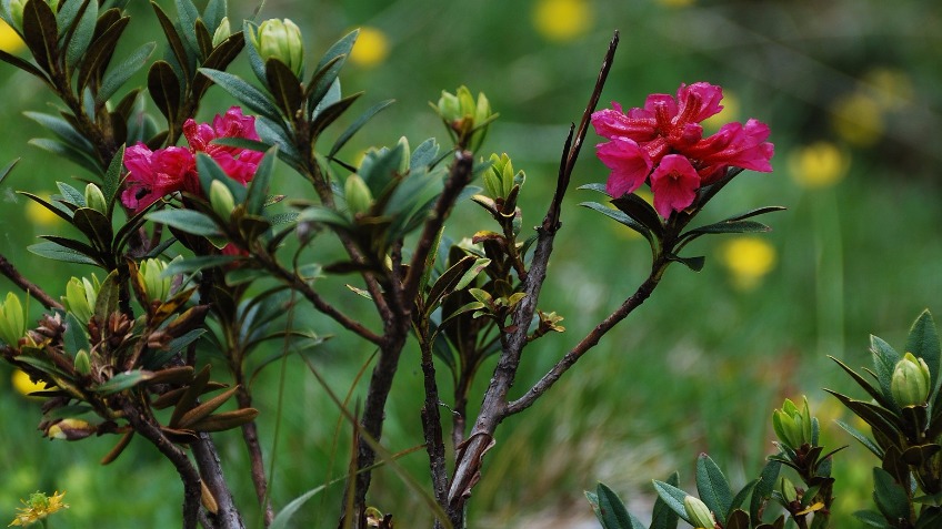 Crowdfunder Project re Protecting Pyrenean Plants 538498-0