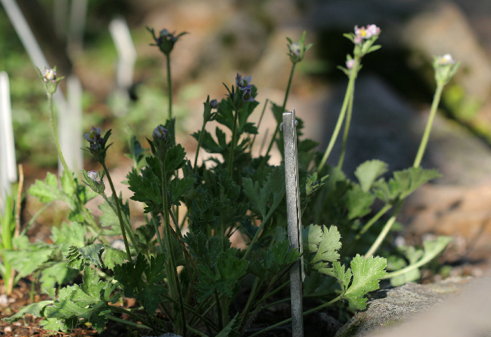 Anemone identification