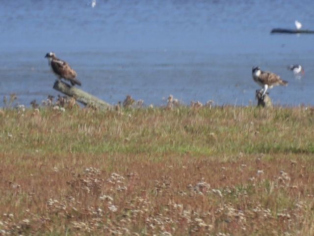 my local patch and wildlife - Ian McDonald