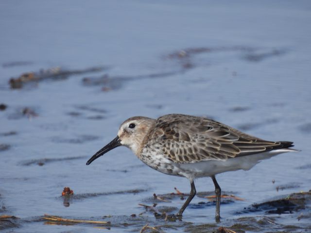 my local patch and wildlife - Ian McDonald