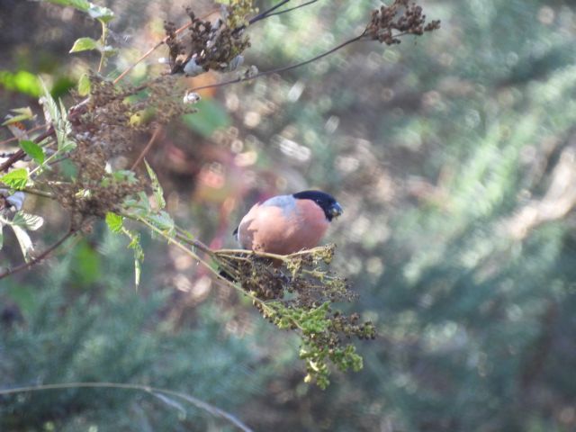 my local patch and wildlife - Ian McDonald