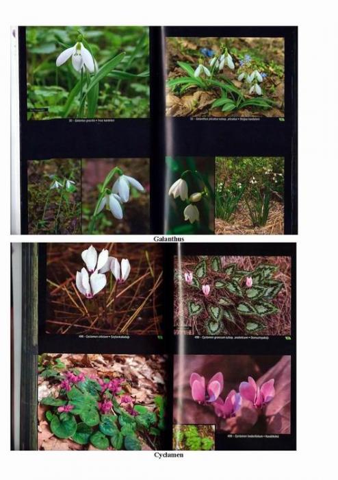 Great offer on Yasemin Konuralp Book, Wild Flowers of Turkey