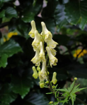 Taking pictures to ID Aconitum spp. 583233-0