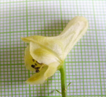 Taking pictures to ID Aconitum spp. 583235-1