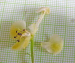 Taking pictures to ID Aconitum spp. 583237-2