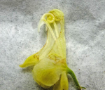 Taking pictures to ID Aconitum spp. 583239-3
